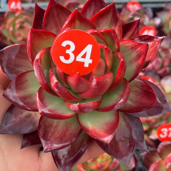 多***姐多肉植物 惊鸿仙子-4