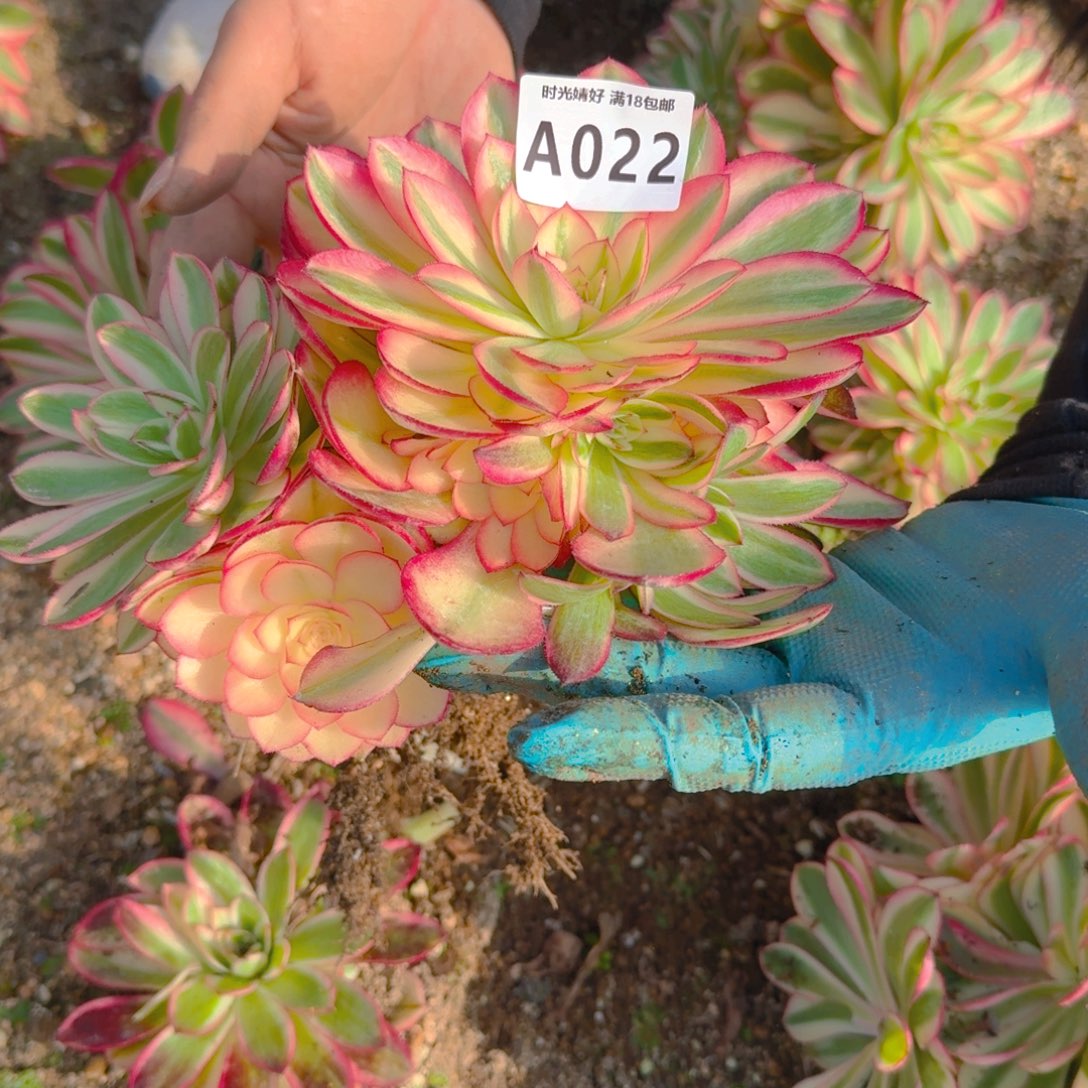 022荔枝多肉植物