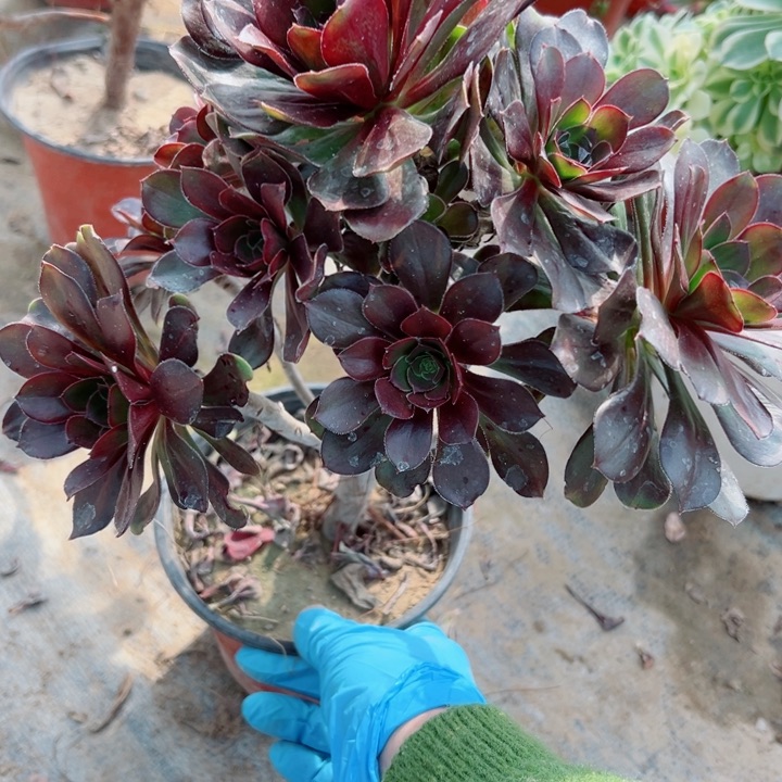 942灰圆叶多肉植物