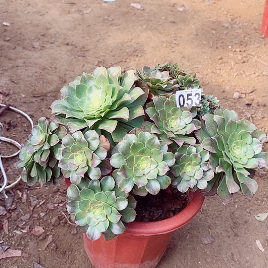 053万圣节朵缀老桩