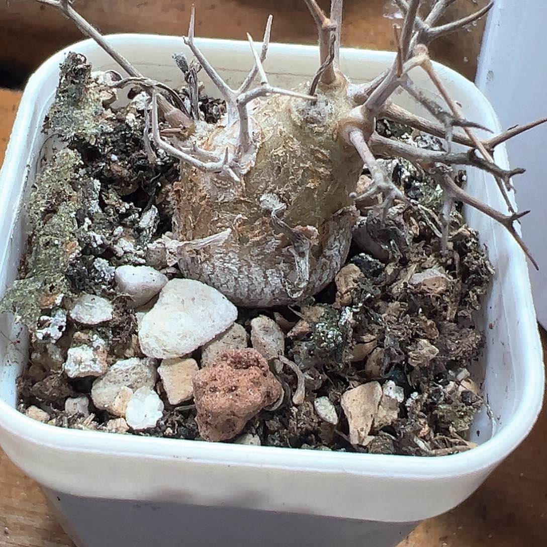 黒傀殿 小方花圃一单包邮非偏远