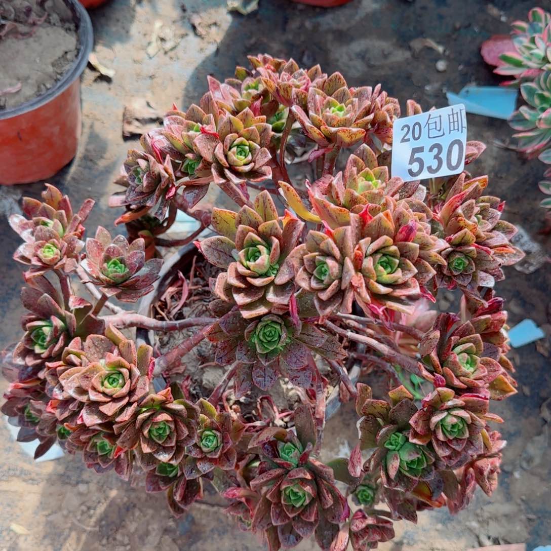 绿茶多肉530满20包邮断枝不包