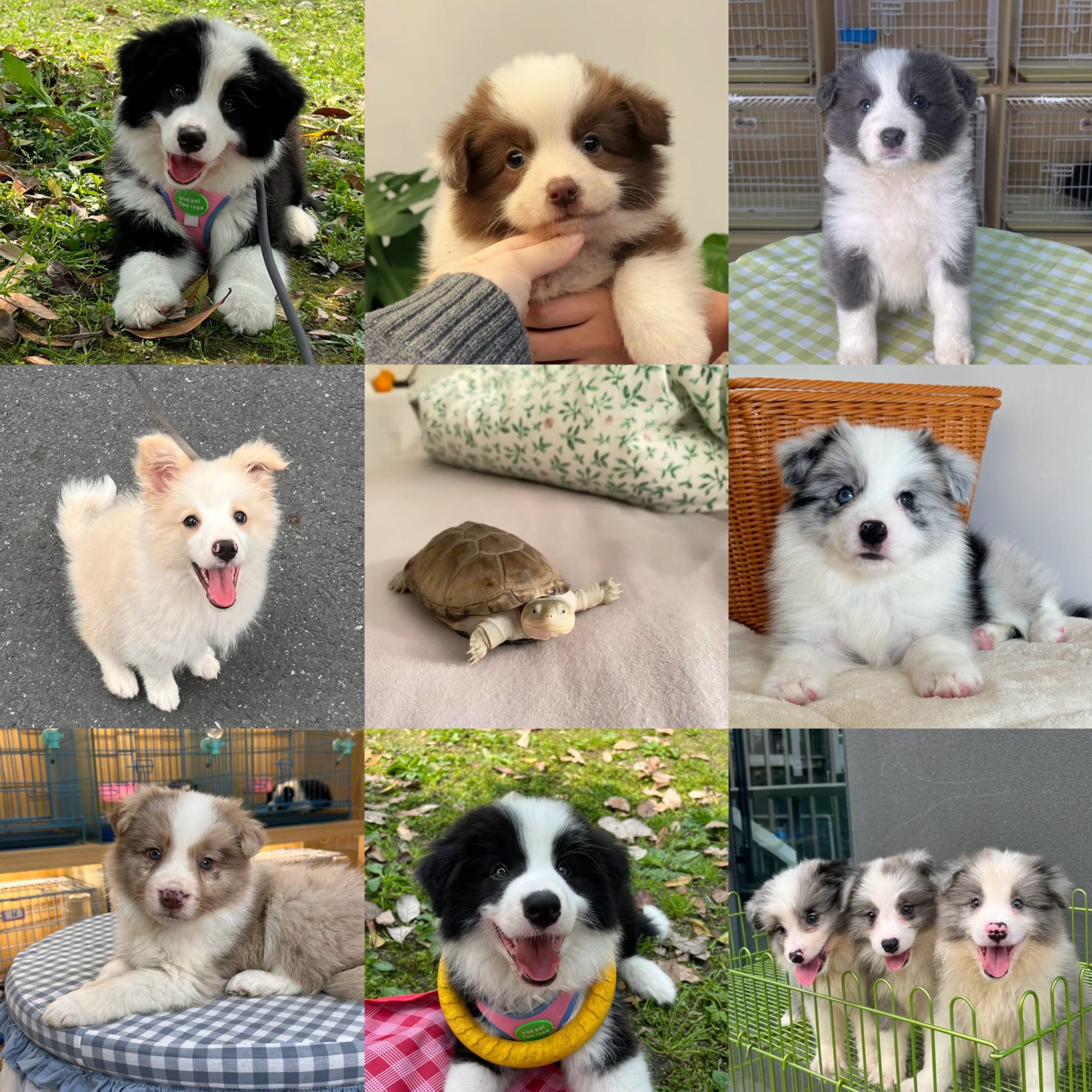 老男人 宠物宠物活体专用链接