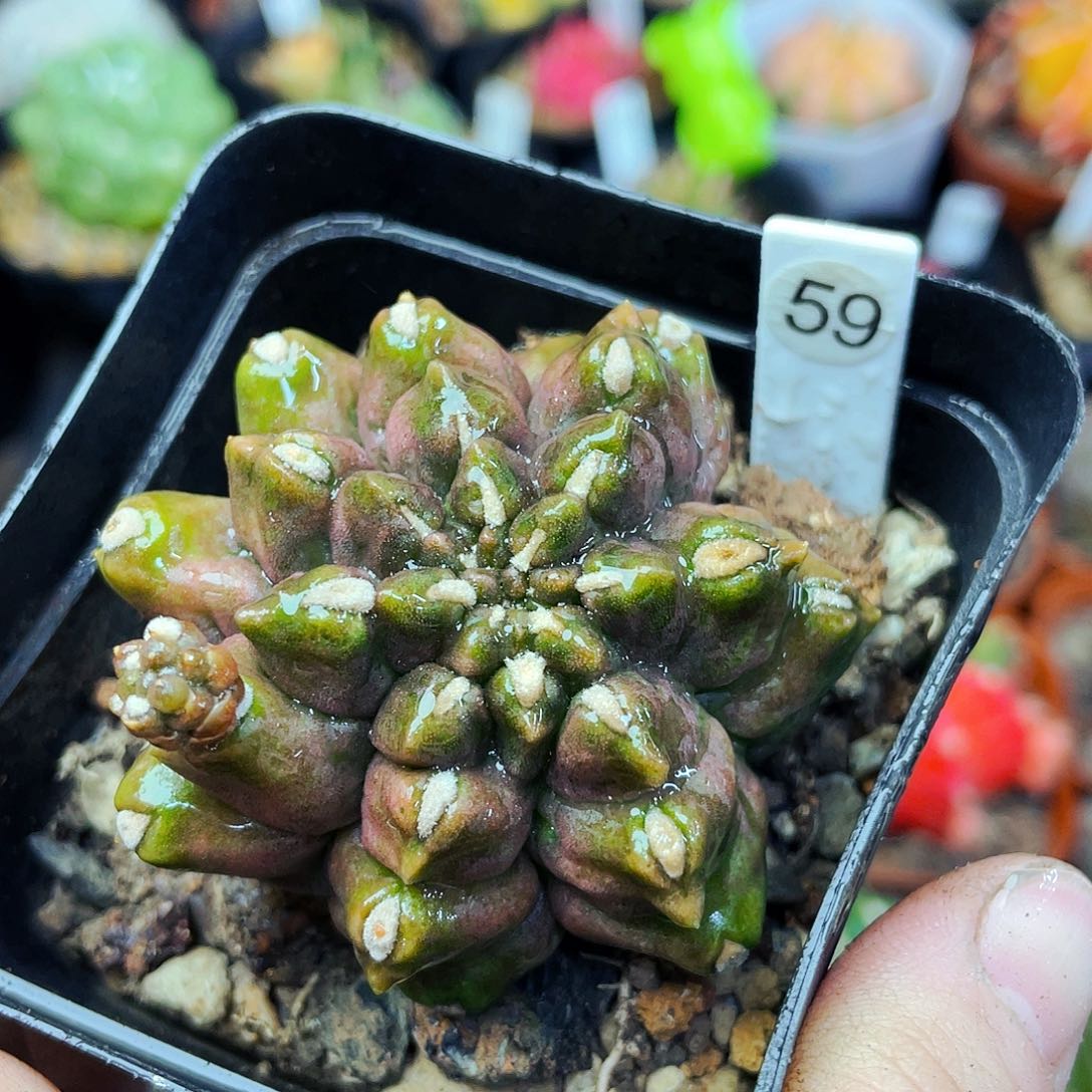 非偏远地区满25包邮仙人球