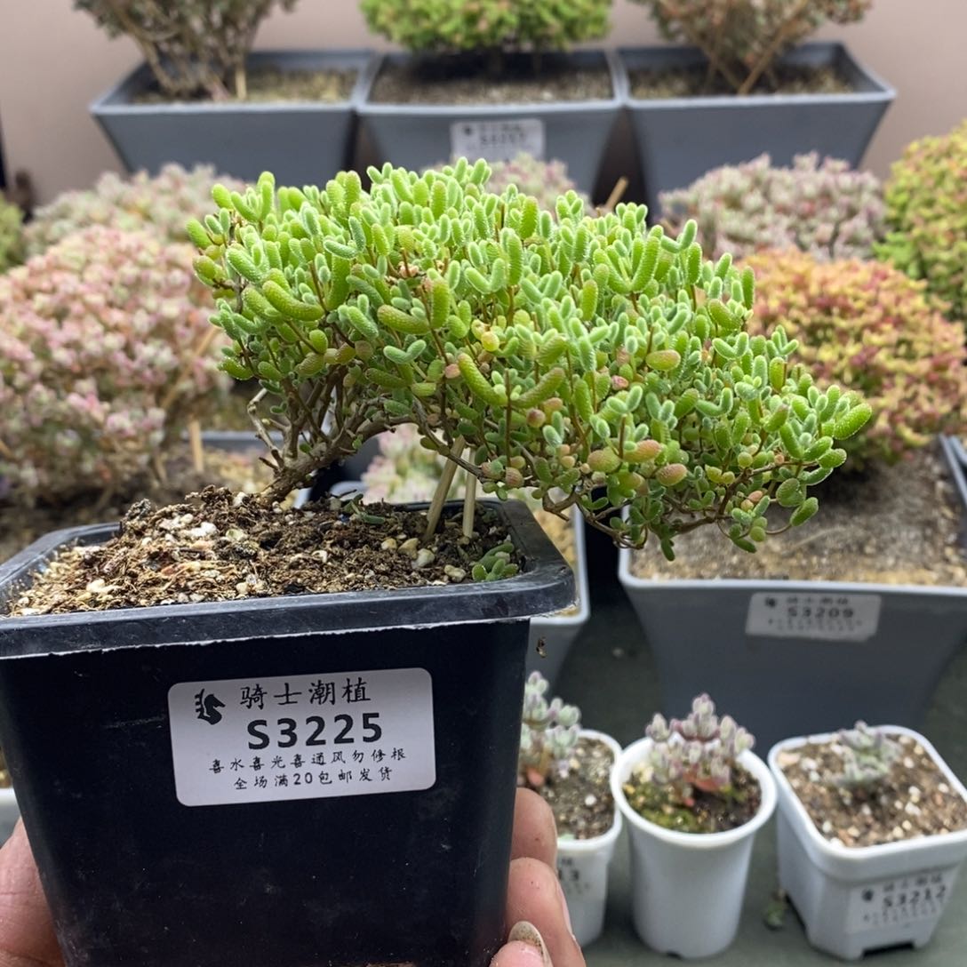 3225蜜橘糖球飘枝