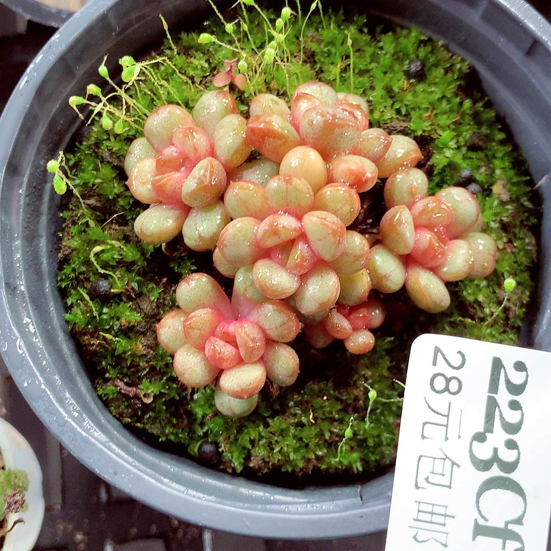 5厘米盆精控多肉223