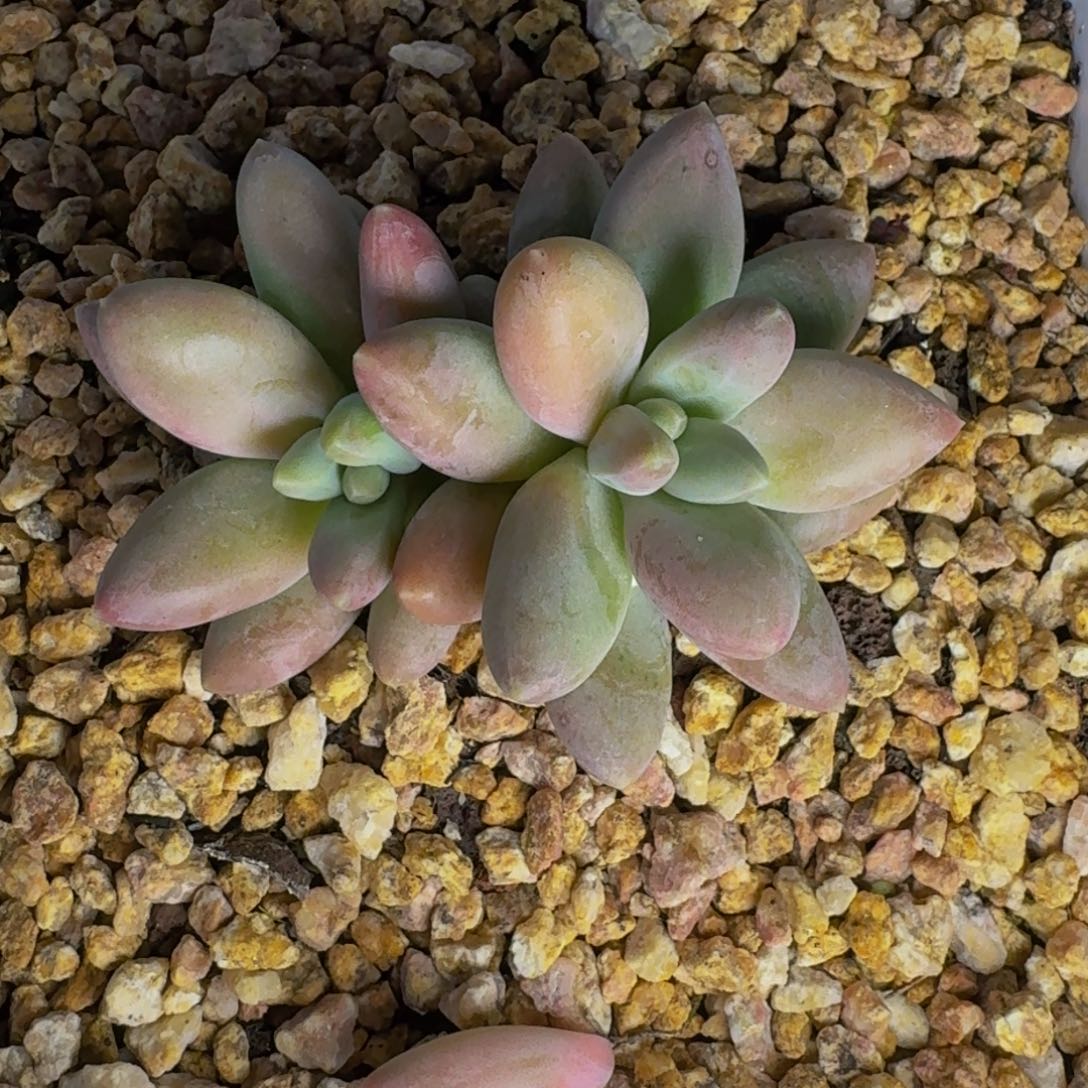 @***女欧若拉双头发货