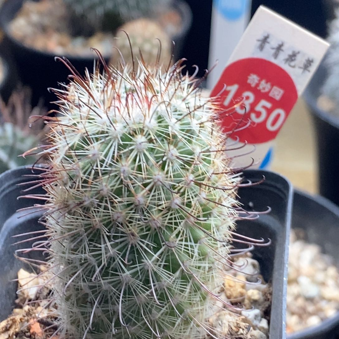 实生天使乳突3.3cm