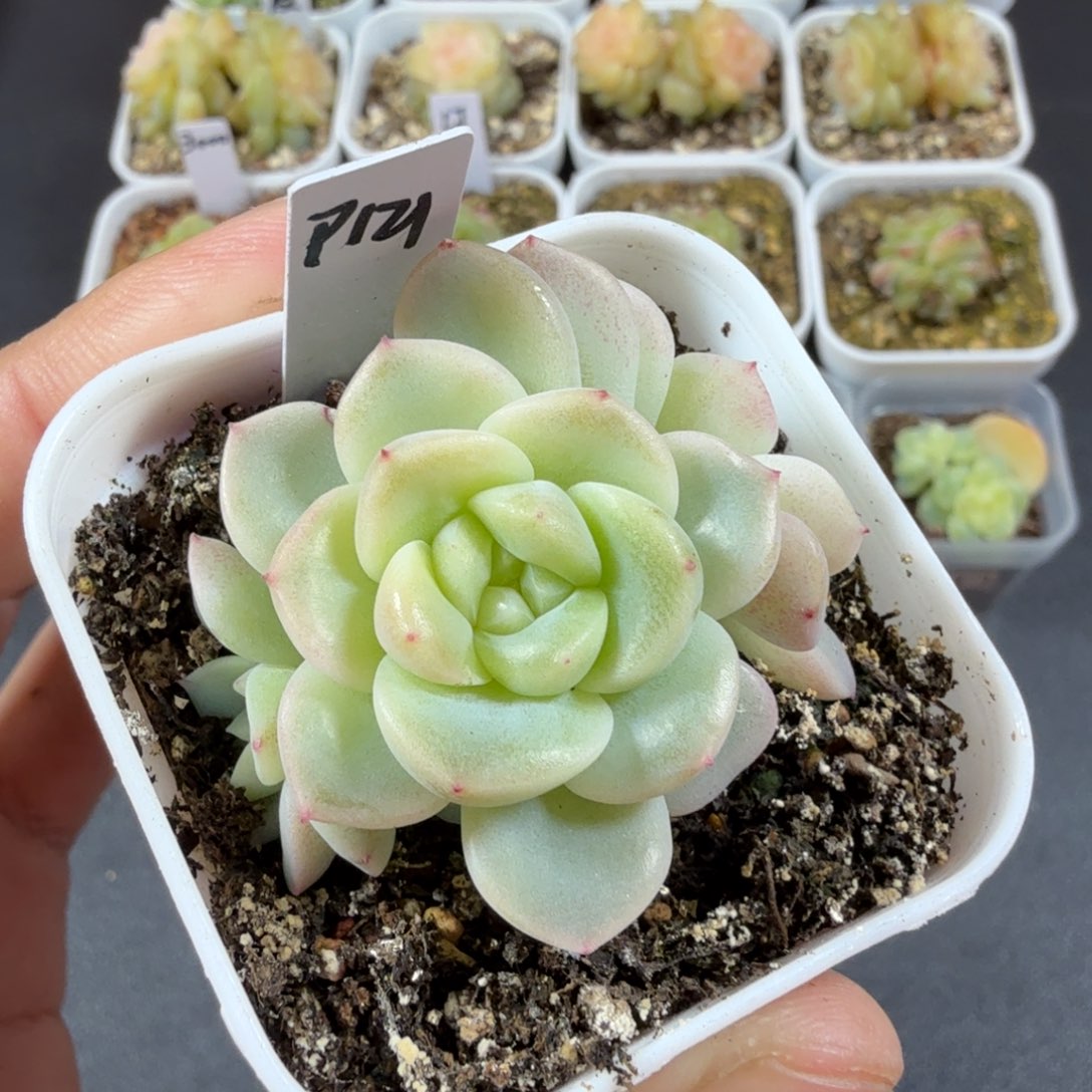 甜心121三头一物一拍028