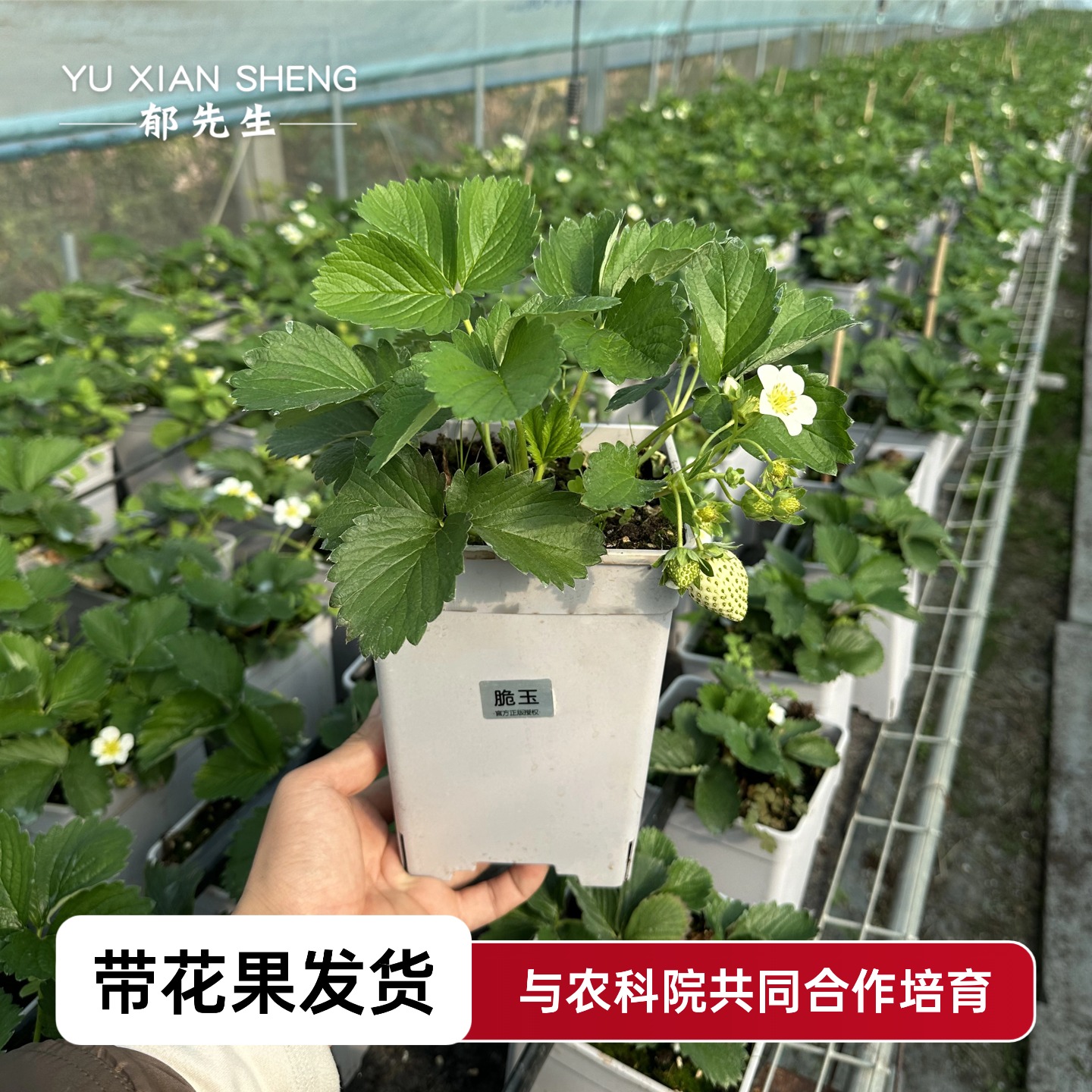 郁先生草莓苗盆栽与农科院共同选育脱毒一代带花带果原盆原土