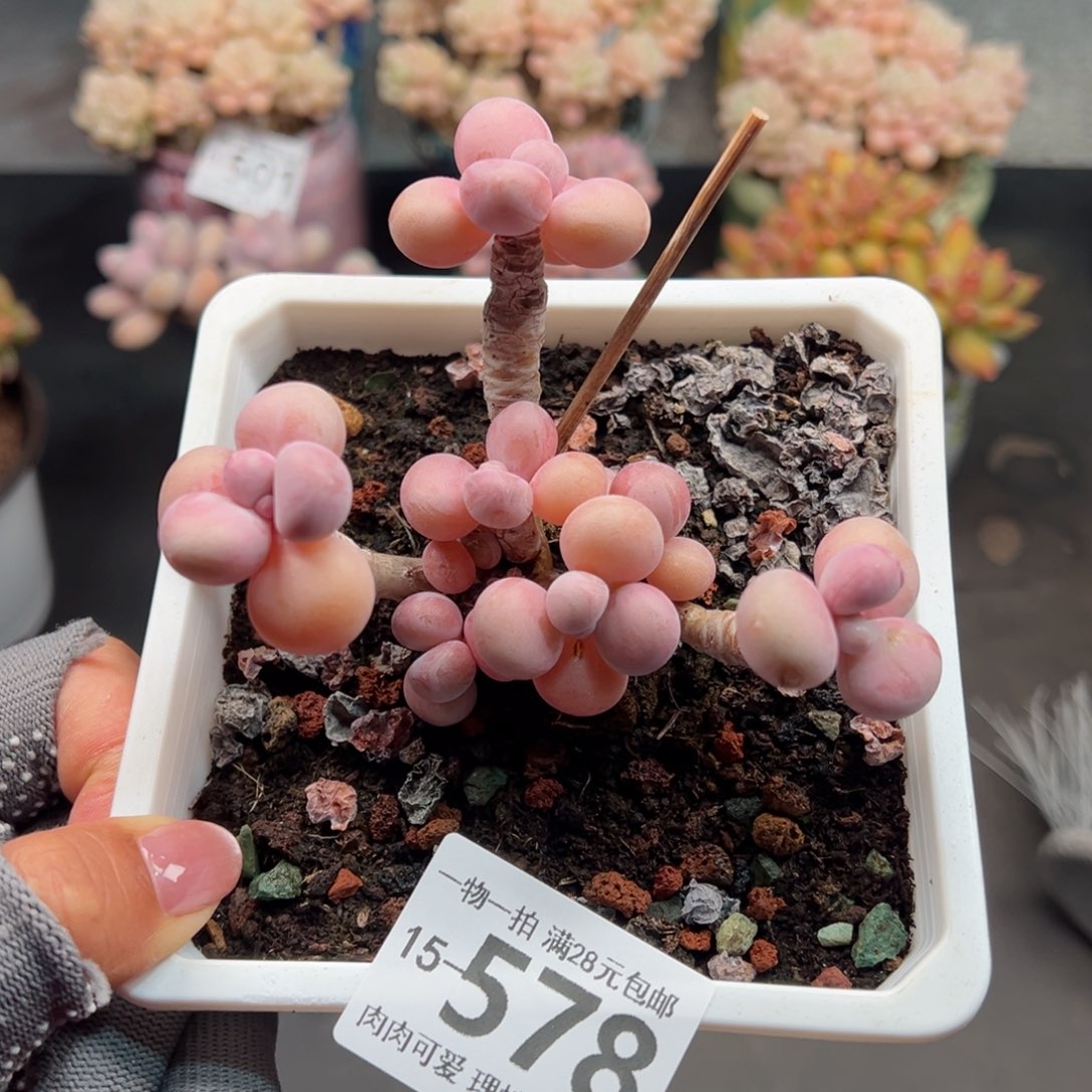 腰子多肉多肉多肉多肉