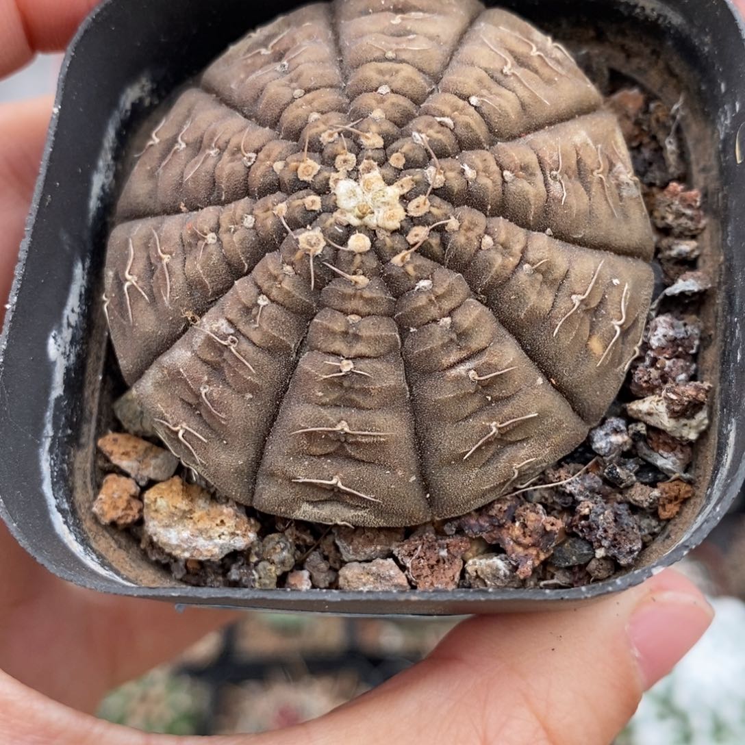 78盾地拉根植播园艺