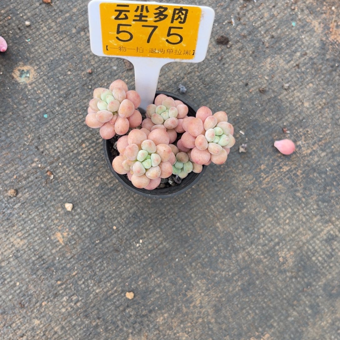 云尘多肉一物一拍575