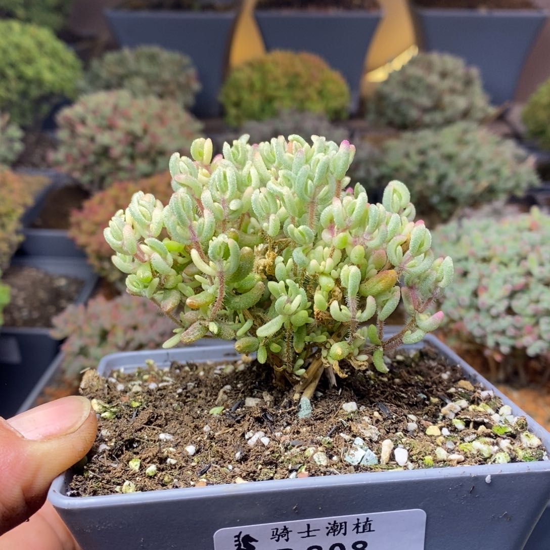 808红宝石锦枝干番杏