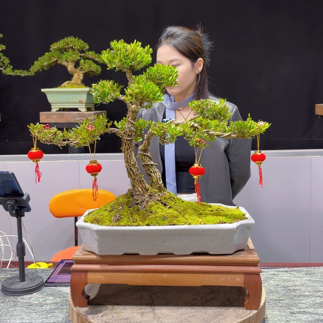 四季常青老桩黄杨盆景