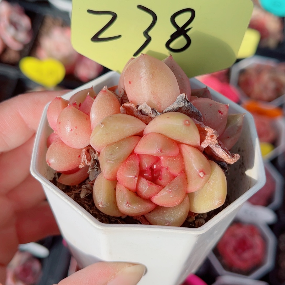 238号小老桩珍妮群