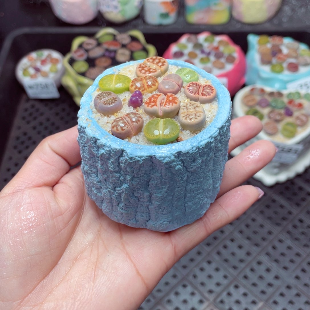 w7586 -零下地区拍保温箱-15支持寄养