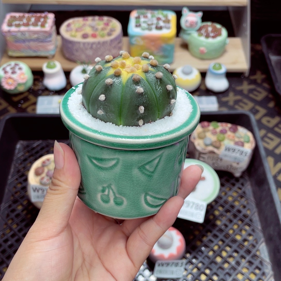w9787 带盆土发货一物一拍