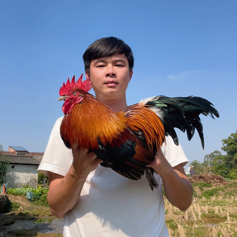 老公鸡炖汤老公鸡3年以上宰杀真空锁鲜冷链发货 包冰率不含冰