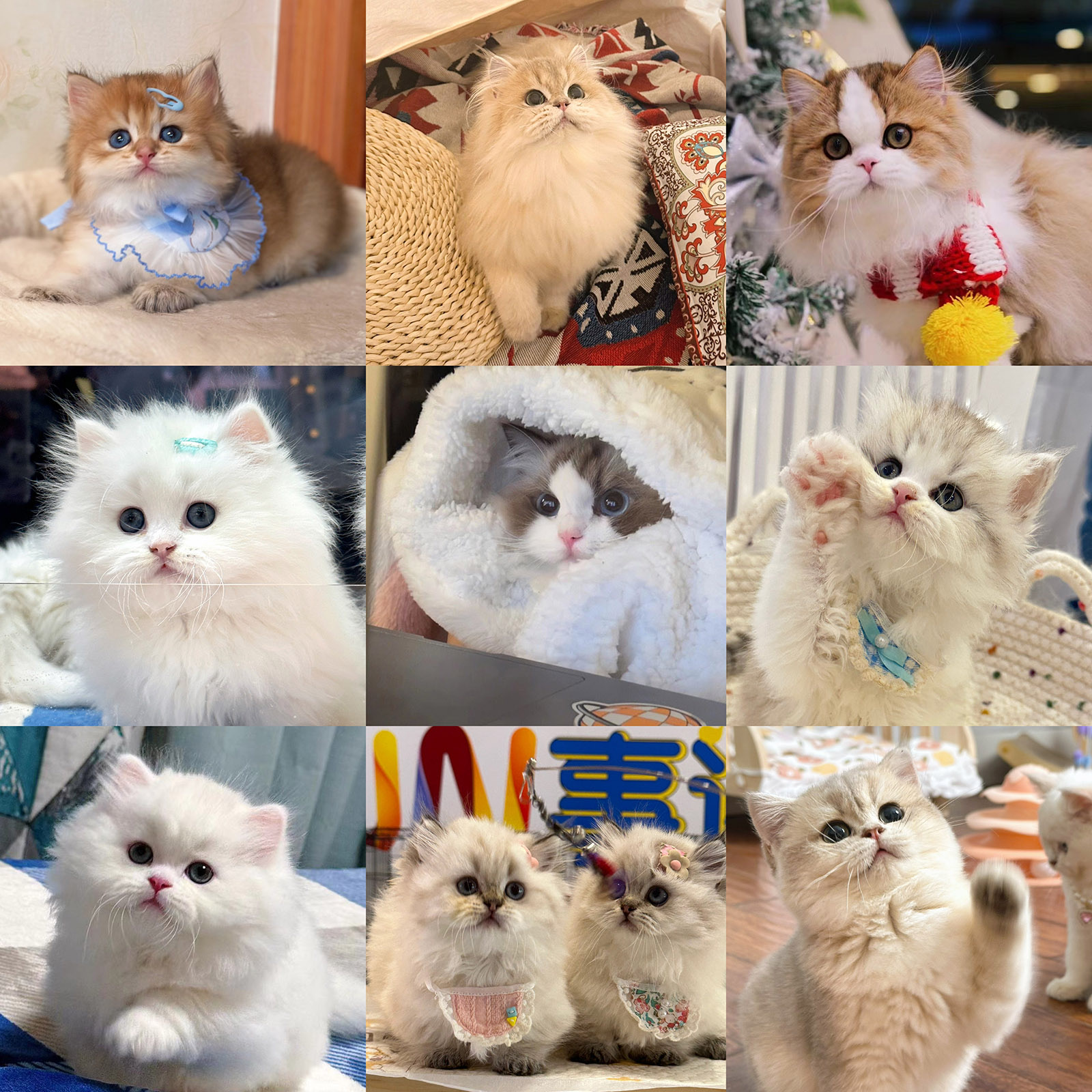 【Liza家的精品猫咪】高端精品潮宠/熊版金渐层