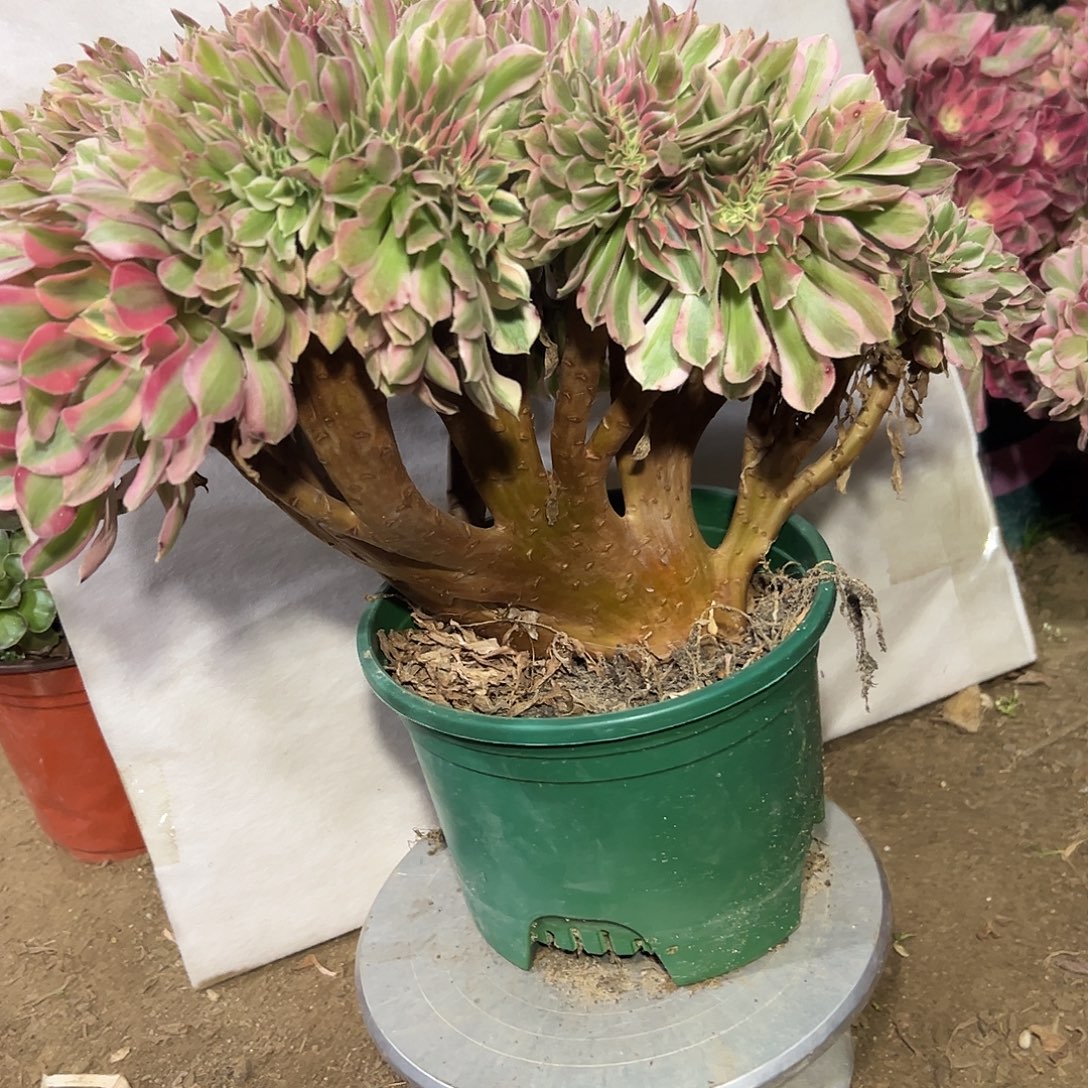 多肉193植物粉女巫缀花