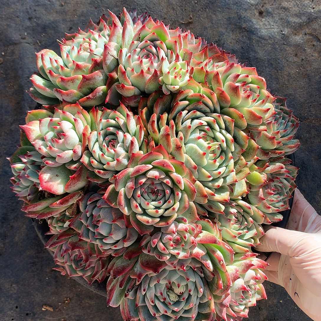 吉娃娃大群一物一拍