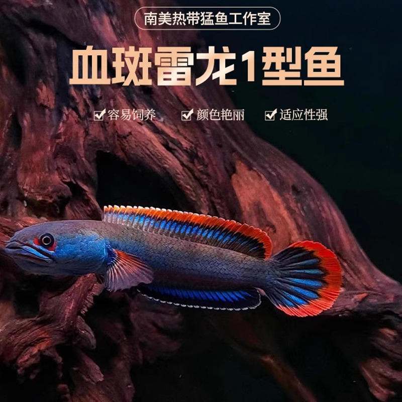  血斑雷龙1型 雷龙七彩梦幻冰火雷龙发色漂亮凶猛小型鱼直播选