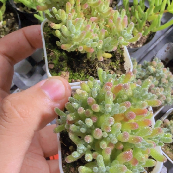 紫水晶枝干两盆一组