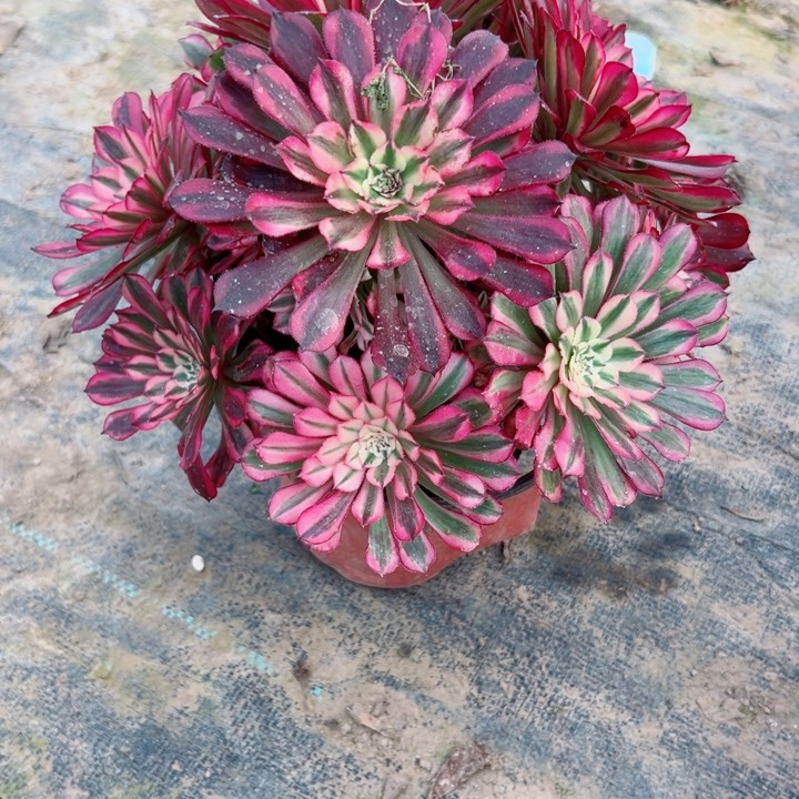 122铜鼓锦多肉植物的