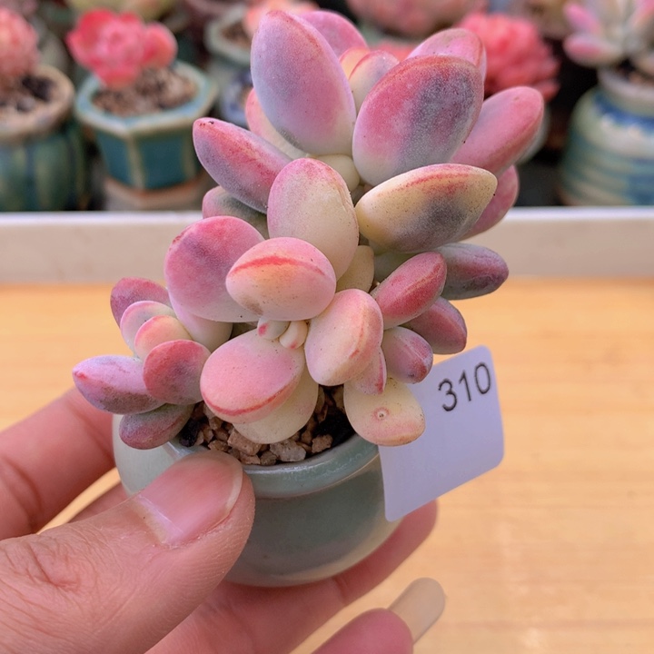 一物一拍满38包邮 310