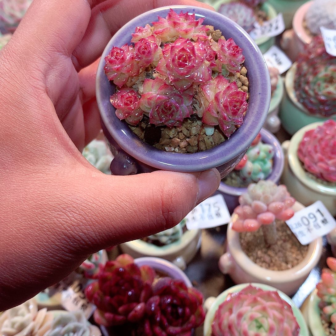 美肉肉哦哦哦哦哦