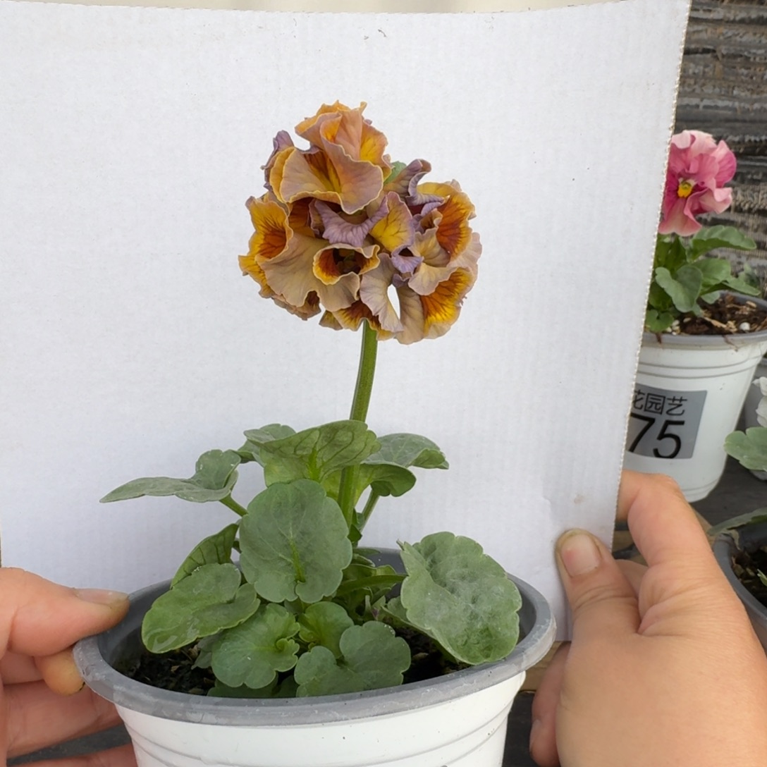 无花朵402号角堇