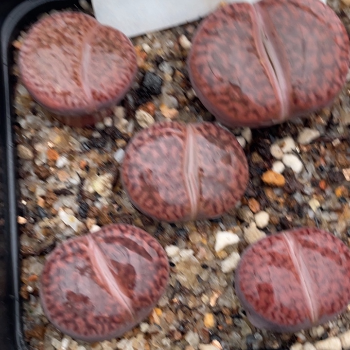 603紫枳榴满18包邮