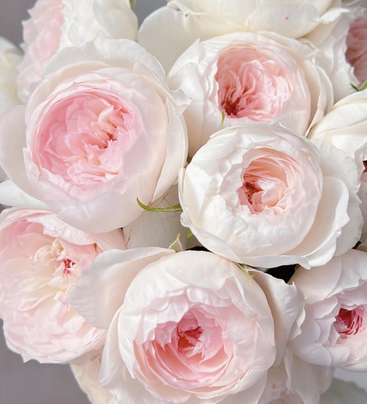 小抒情曲 粉色大花浓香四季开花阳台庭院植物好养盆栽地栽苗