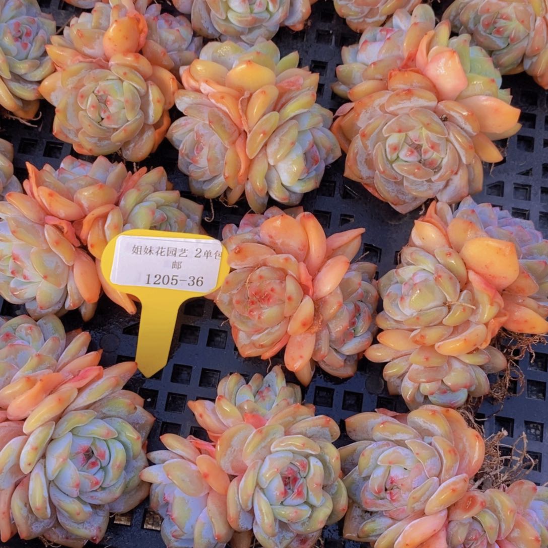 1205-36-精品石榴籽星影群两个