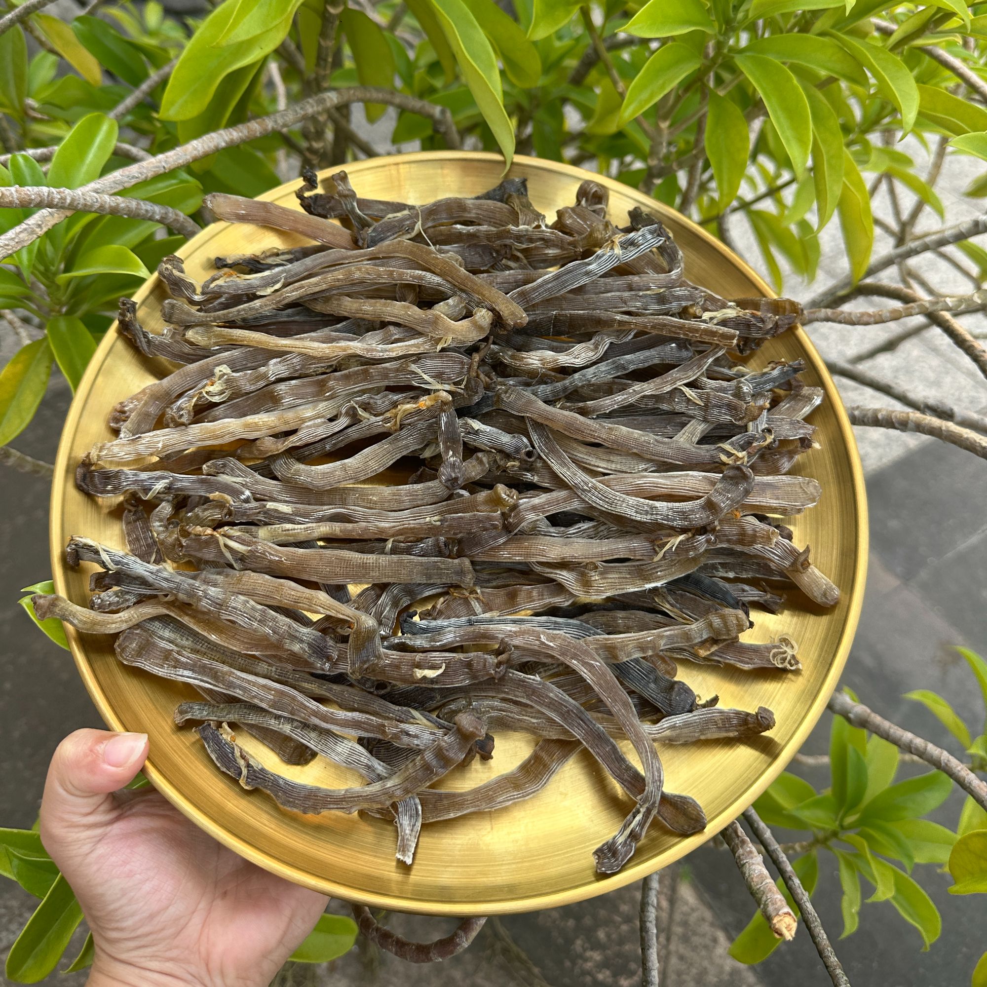 深海原生态沙虫干