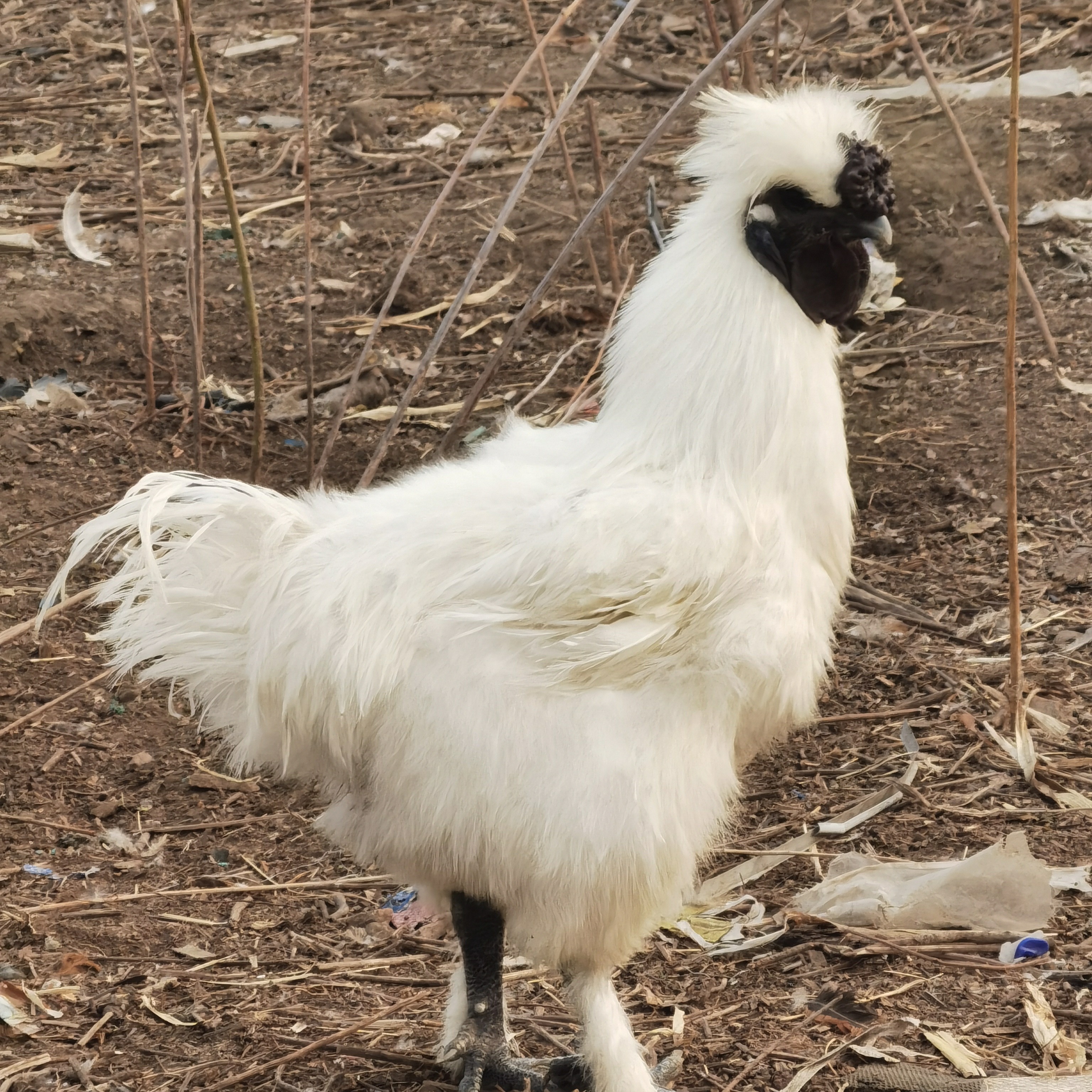 农家散养乌鸡现杀现发顺丰发货新鲜直达适合炖汤滋补