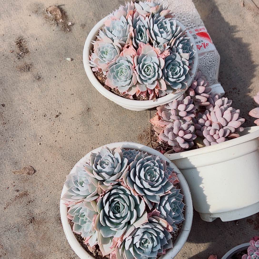 蓝石莲多头群生老桩