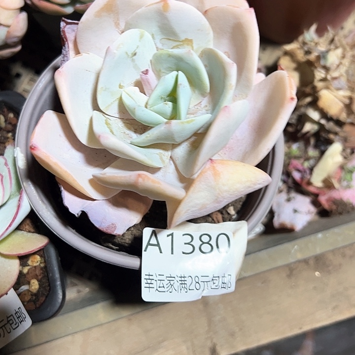 幸运的是我的朋友