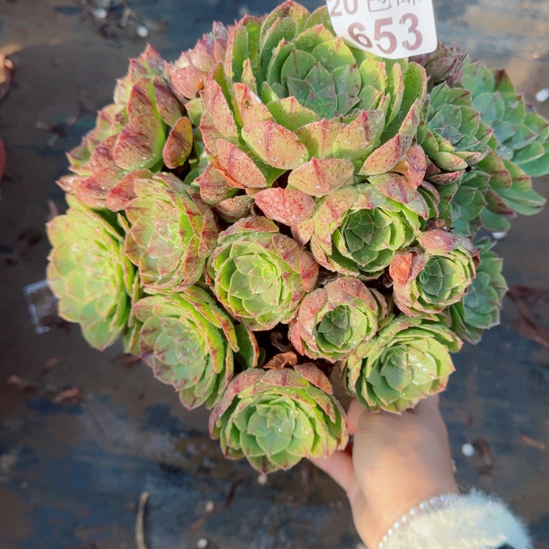 万拉丝653满20包邮断枝不包