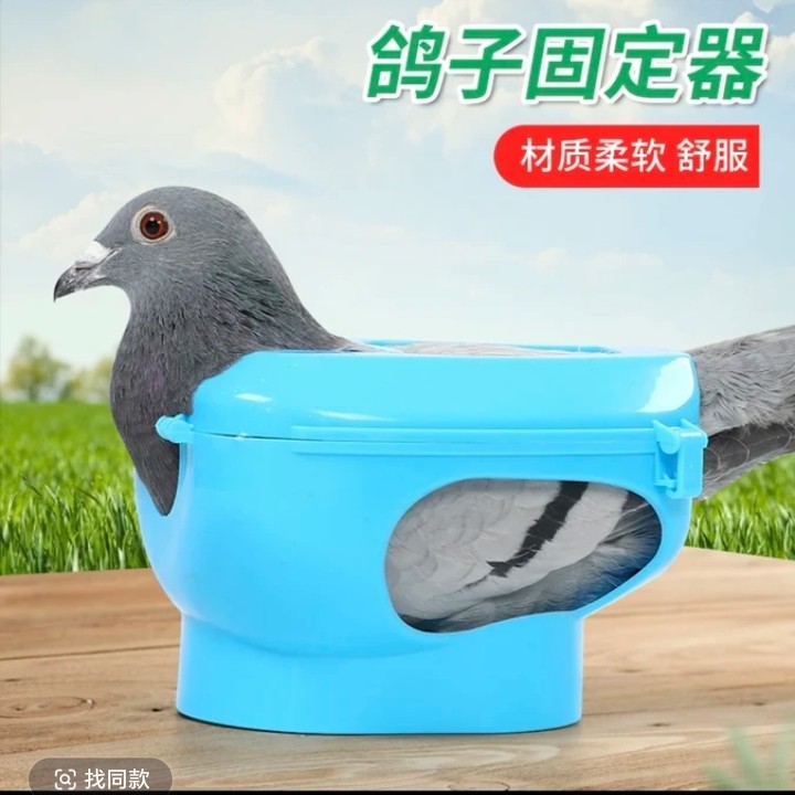 鸽子固定器固定架多功能信鸽喂药看鸽眼输液辅助工具