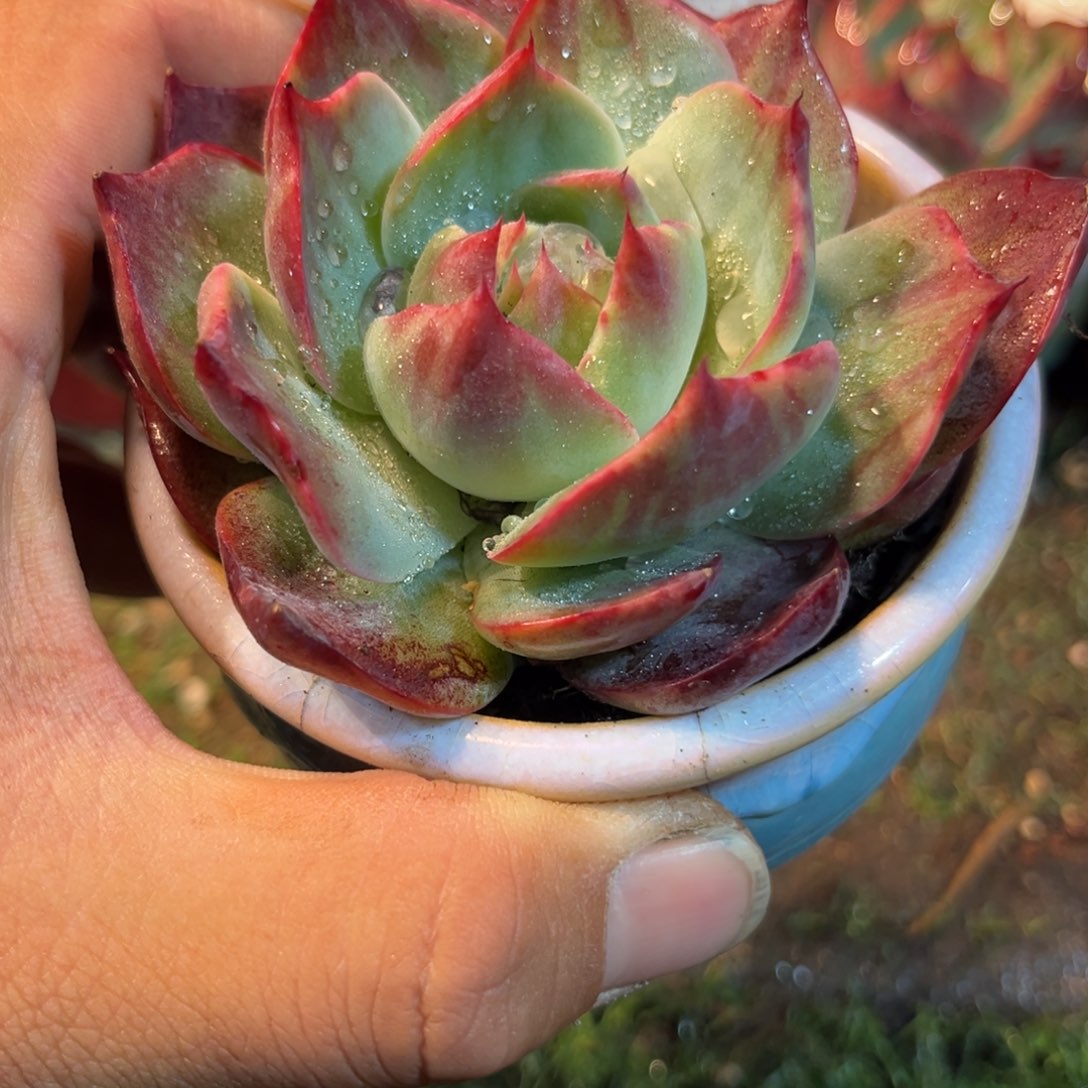 惊鸿一瞥754号多肉