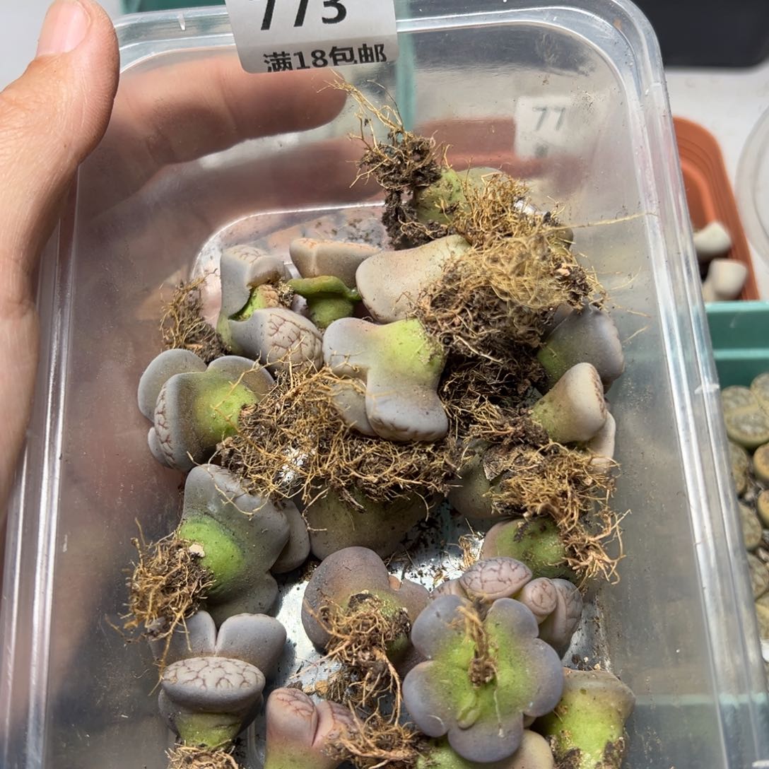 【闪购商品】卡****们773……
