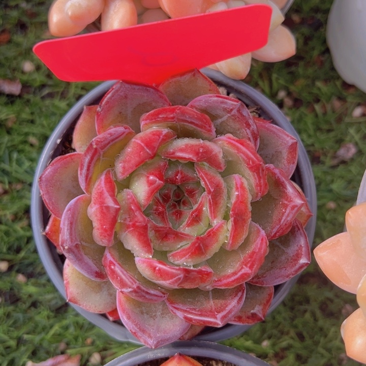 健健康康平平安安