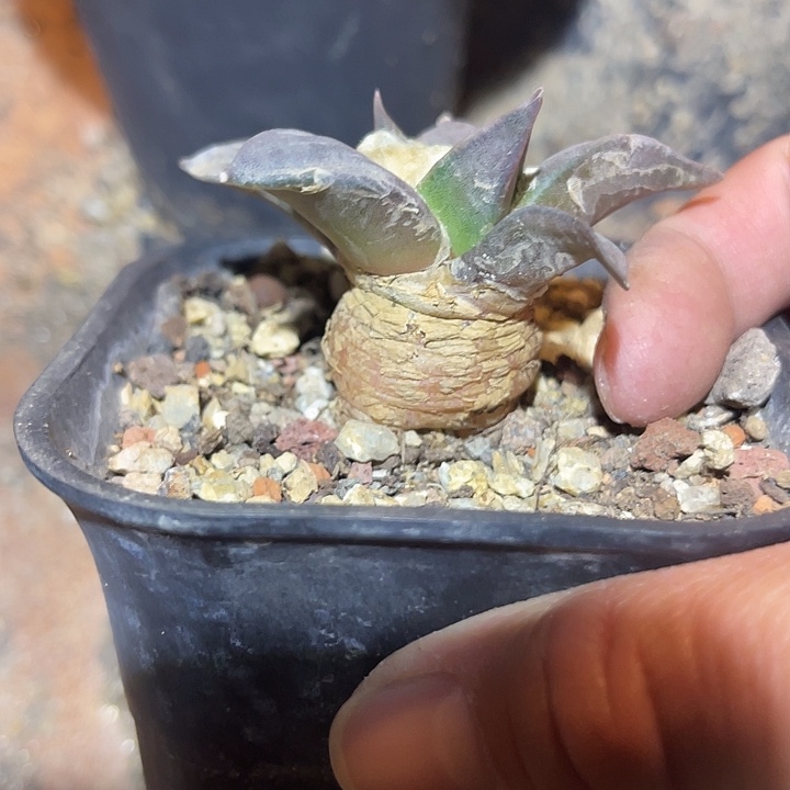 满38包邮2天凑单，脱土晾根发货多肉植物岩牡丹