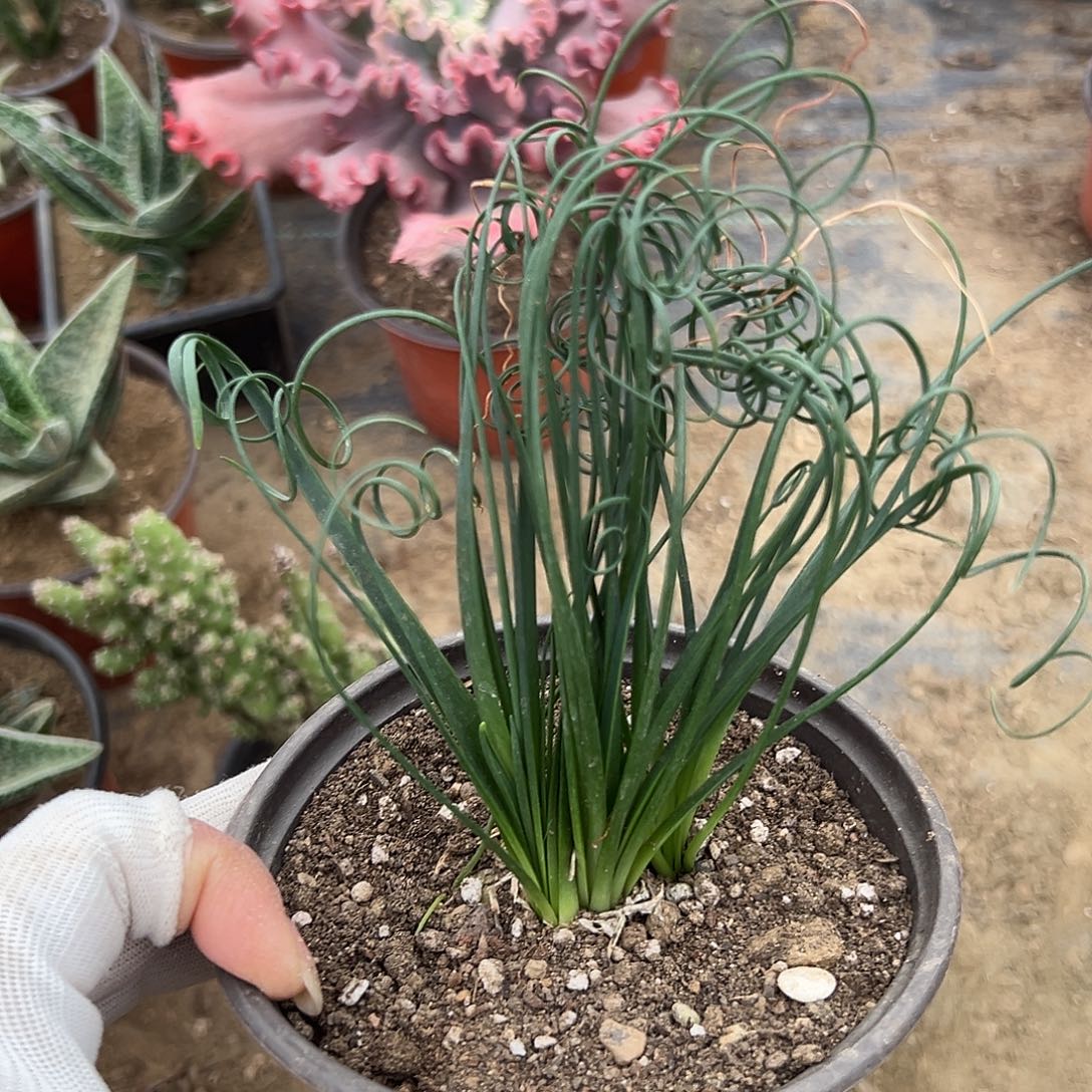 多肉植物弹簧草群