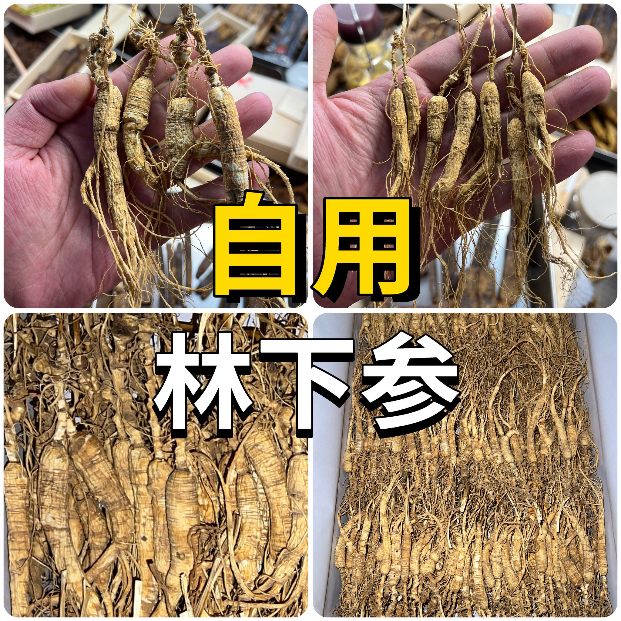 长白山林下参 | 道地集安产区 | 自用性价比款