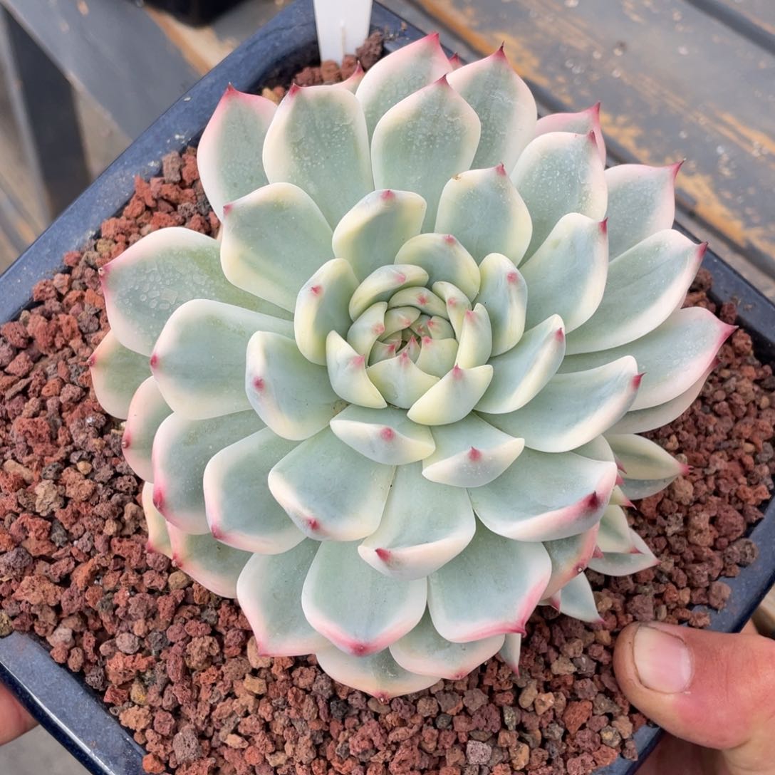 0616吉娃娃锦5头不带盆13厘米