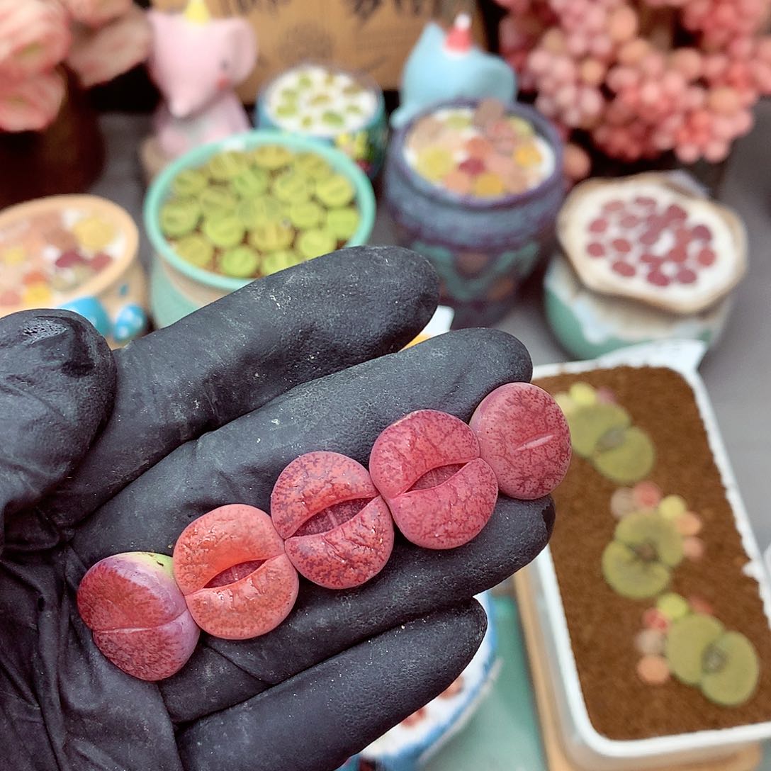 郎哥多肉生石花9-105