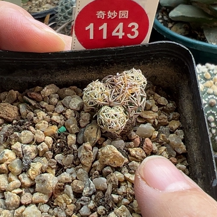 实生紫王子群一棵